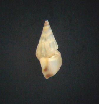 Rissoa labiosa